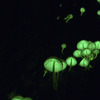 Mycena lux-coeli