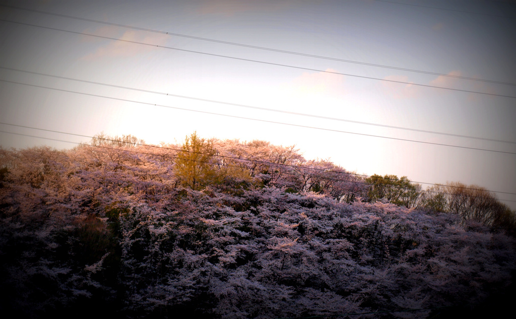 山桜