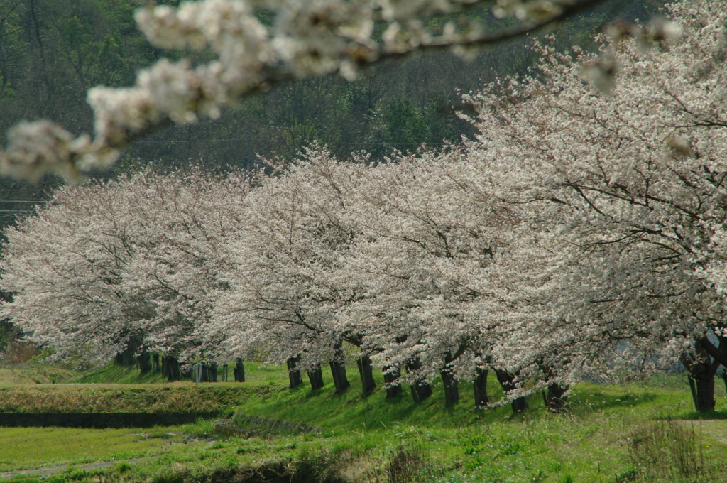 桜のある風景