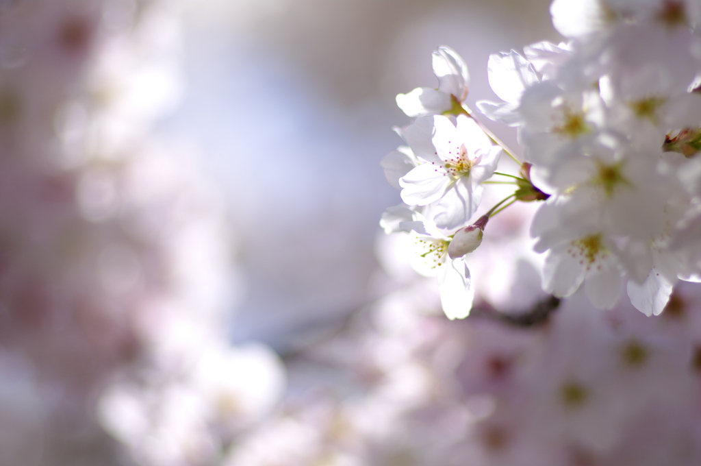 木漏れ日に染まる桜