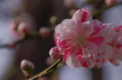 大阪城公園で梅を撮影１
