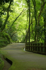 箕面の滝へ続く道