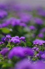 大江橋の上の花