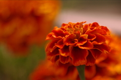 大江橋の上の花