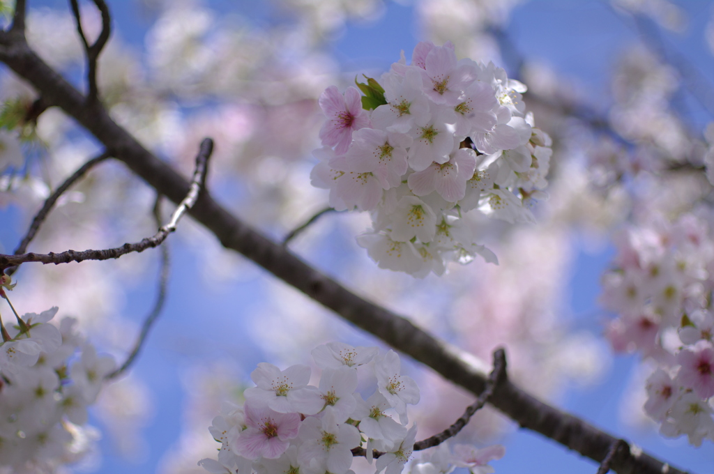 ぼんぼり桜