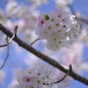 ぼんぼり桜