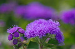 大江橋の上の花