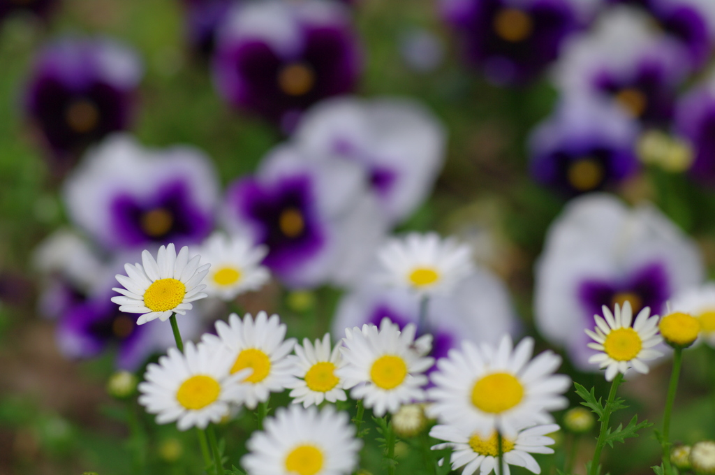 校門前の花