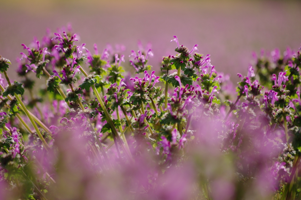 田んぼは紫の絨毯と化す。