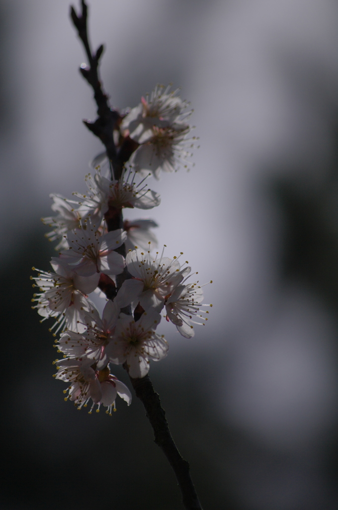 梅の花