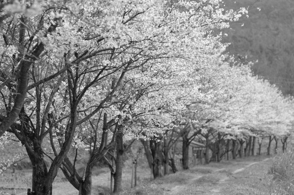 在りし日の桜