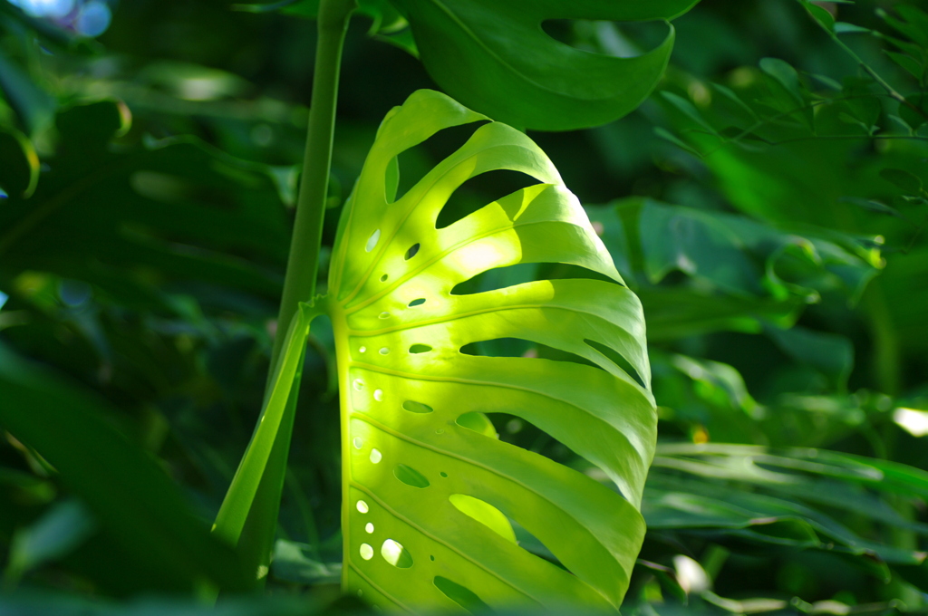 もののけ姫の仮面・・