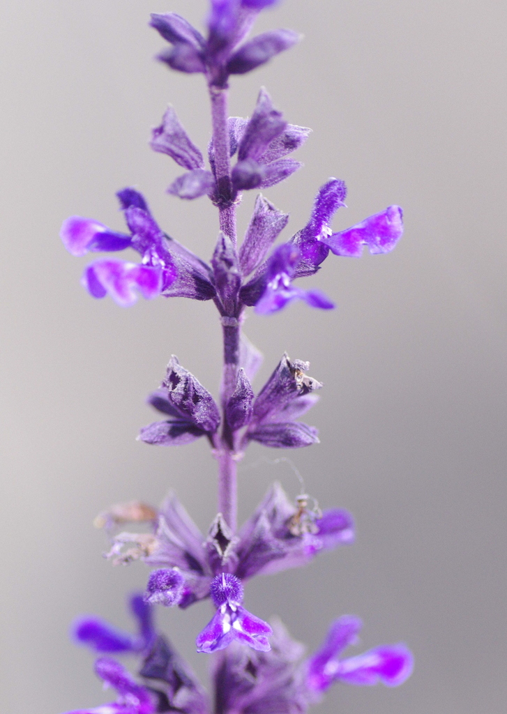 花Ⅱ