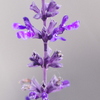 花Ⅱ