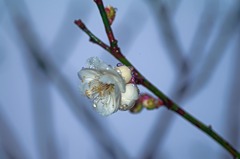 庭の梅　雨上がり