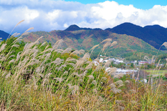 すすきと丹波遠景