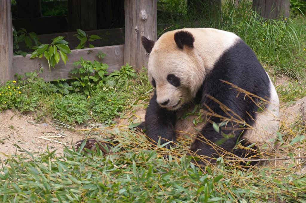 パンダ