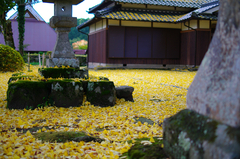 黄金の絨毯追手神社