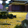黄金の絨毯追手神社