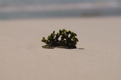 取り残された「夏」