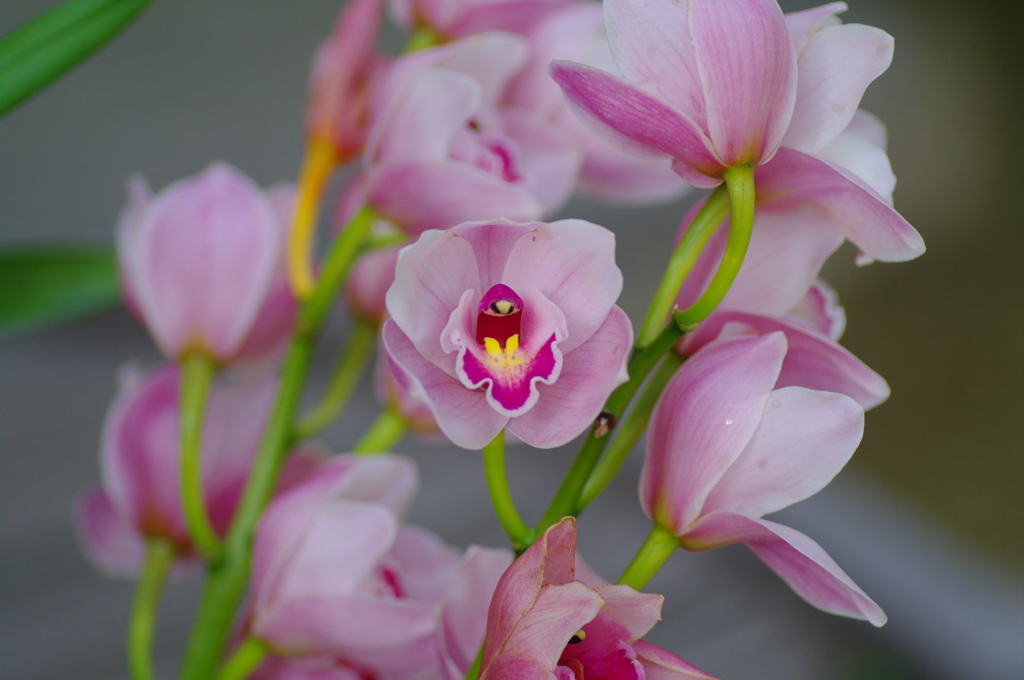 花芯の妖精？