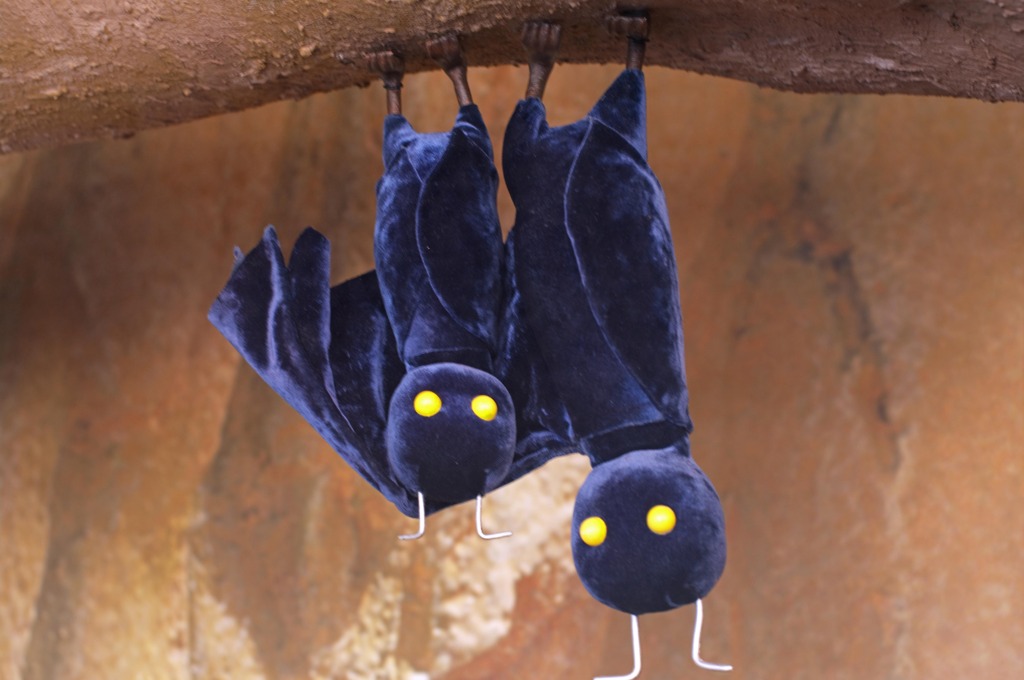 このこうもり親子、名前が・・・出てこん。