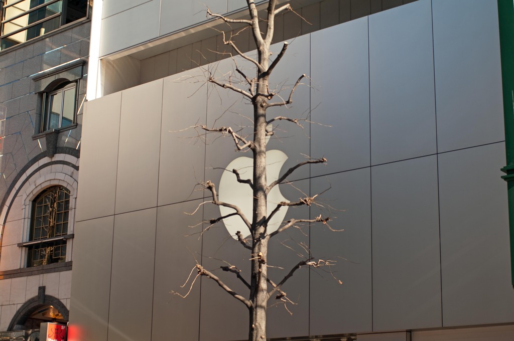 I白林檎のなる木