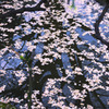 京都建仁寺にて