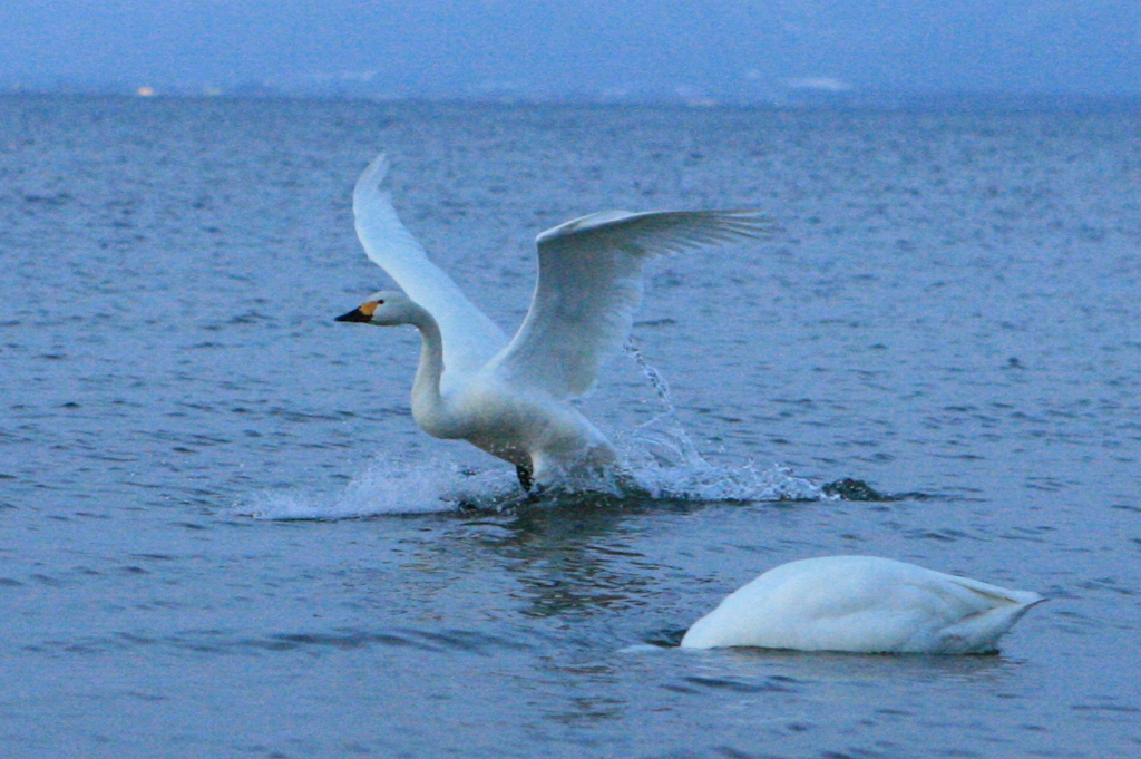 白鳥の湖♪