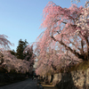 夕暮れの桜並木