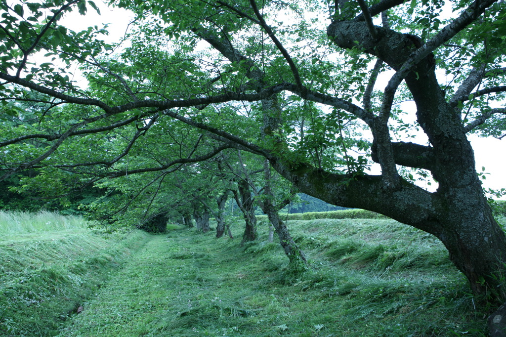 蒼の堤防