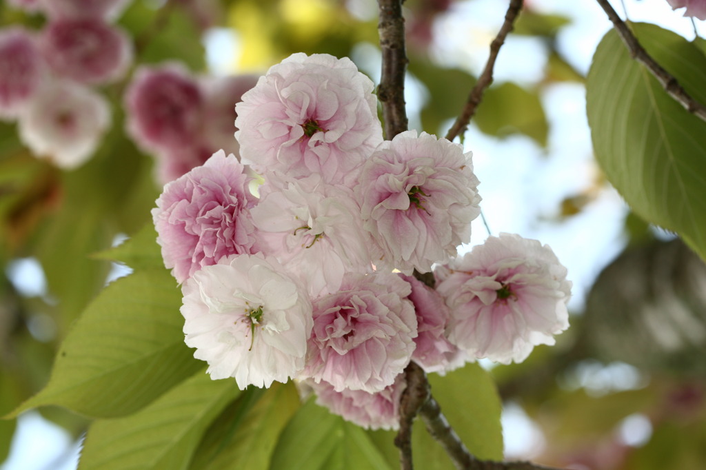 花びら