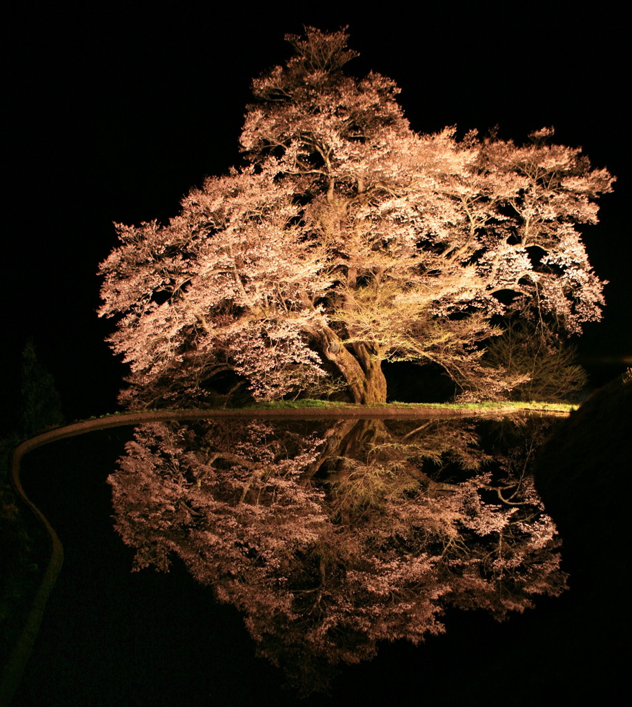 天空桜