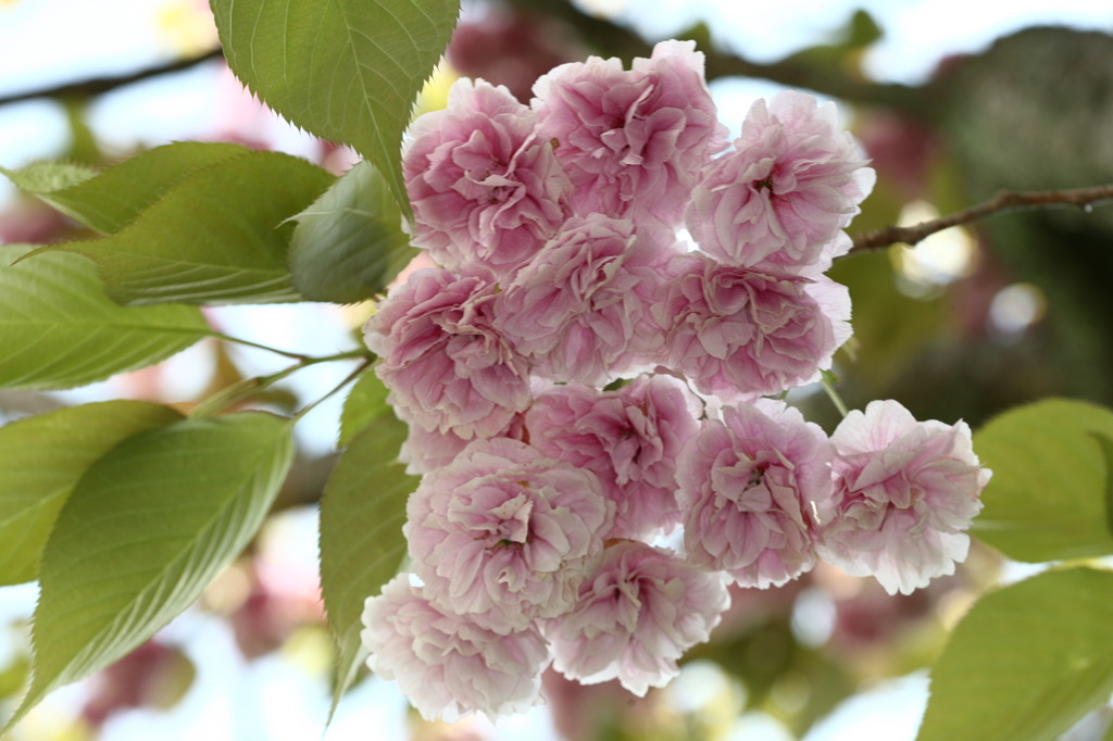 桜色