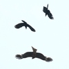 空中戦