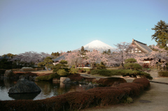 桜色の裾野