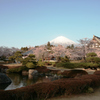 桜色の裾野