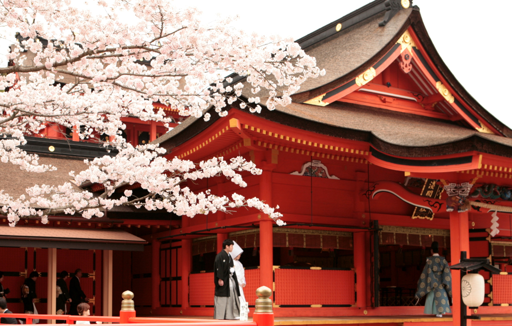 祝い桜