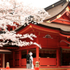 祝い桜