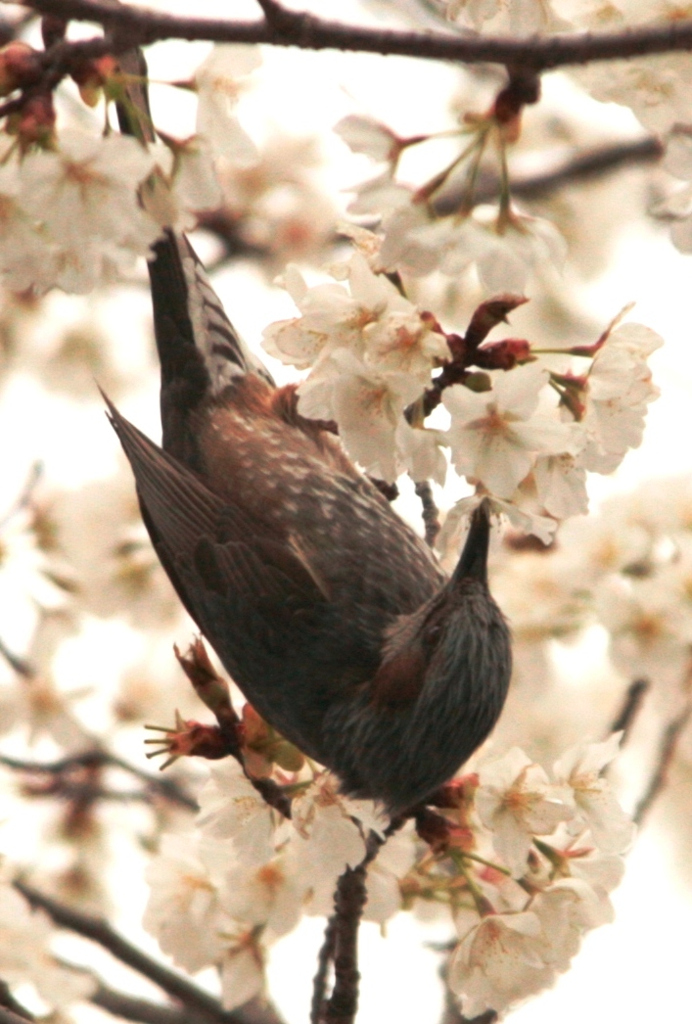 頂きまーす＼(>_<)／