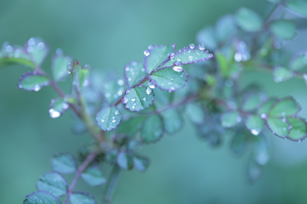 雨上がり