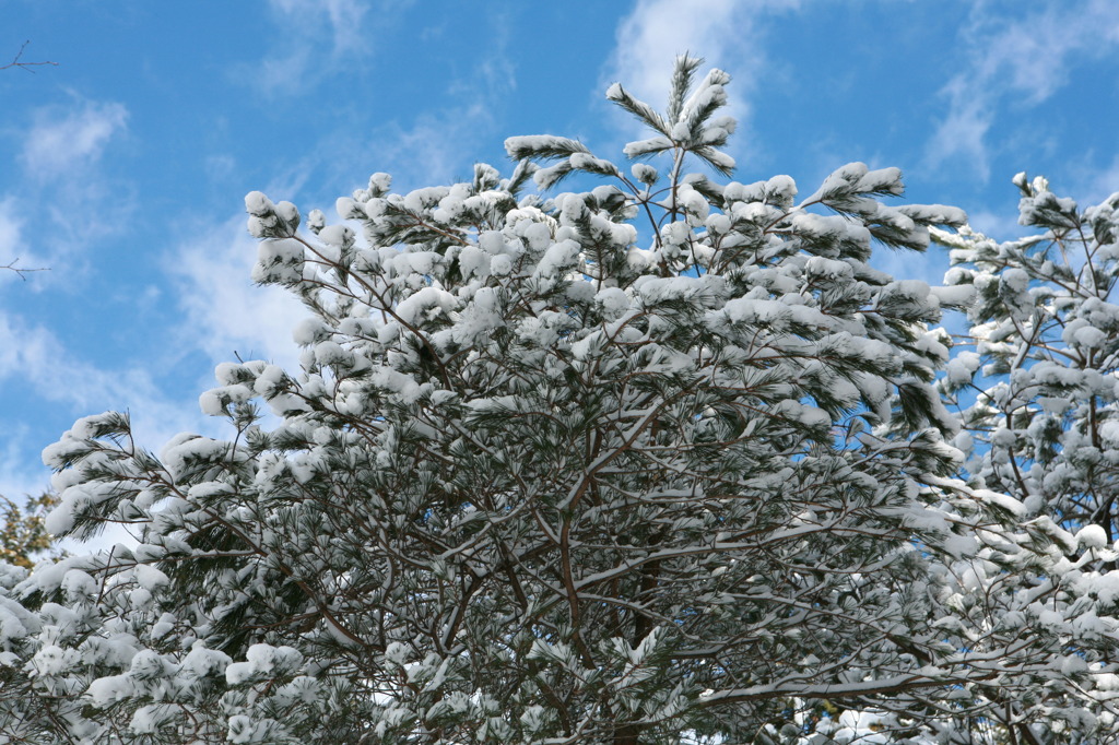 雪綿帽子