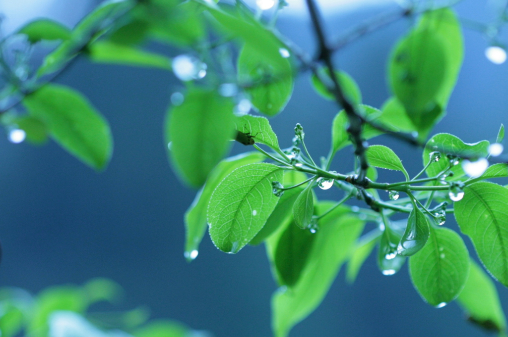 雨宿り