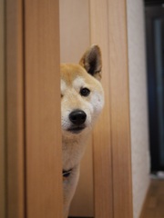 市○悦子？
