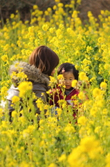 菜の花畑