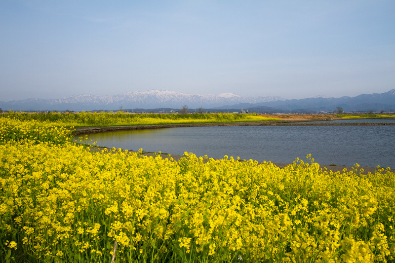 福島潟春来