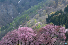 山桜と共演