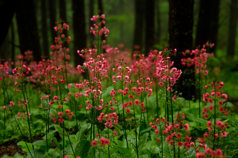 幻想の森Ⅲ