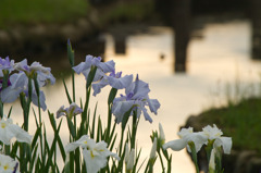 アヤメ朝景 瓢湖