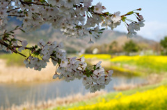 上堰潟公園　桜と菜の花の共演１